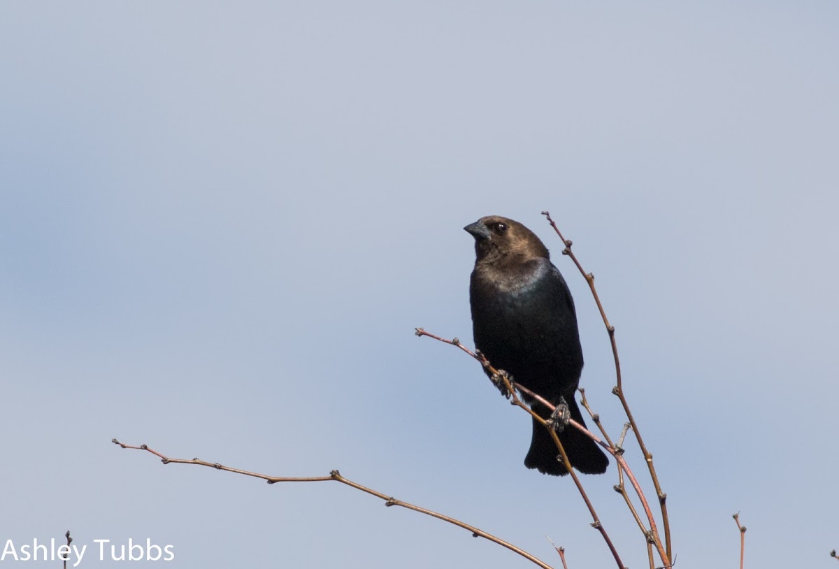 Brown-headed Cowbird