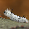 Hickory Tussock Moth Caterpillar