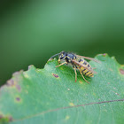 Common Wasp