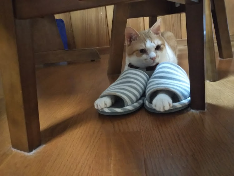 サンバー ディアス バンの梅雨明け・オイル交換・猫好き・捨て猫に関するカスタム事例の投稿画像6枚目
