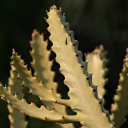 Thorny cactus branches