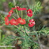 Cypress Spurge