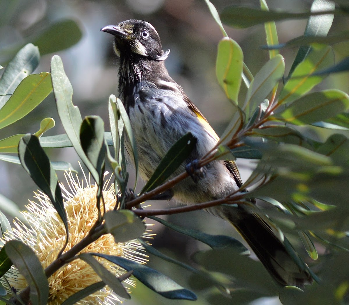 New Holland Honeyeater