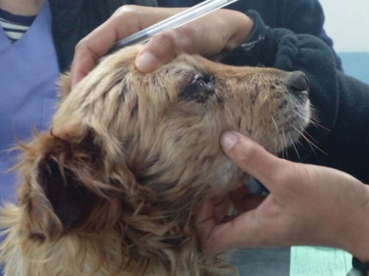 Scruffy was found by refuse collectors in a plastic bag and is being treated by the SPCA.