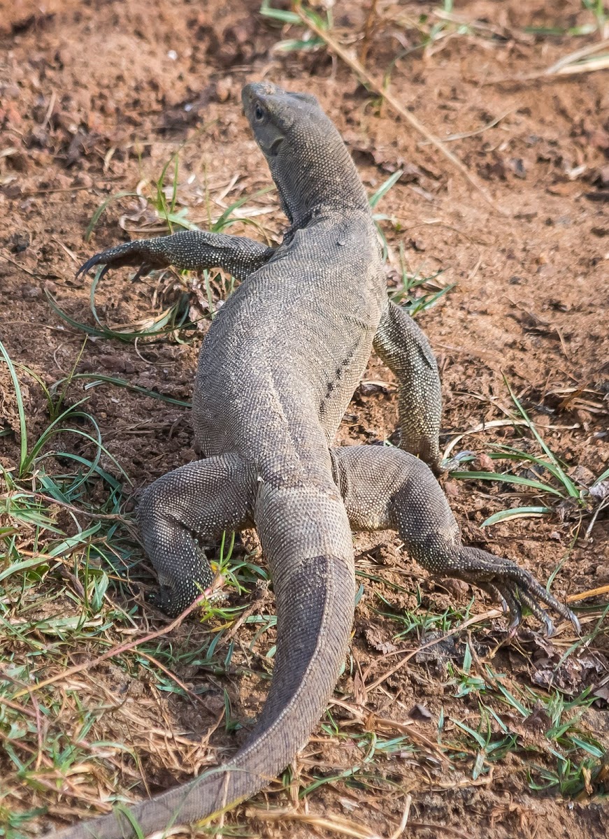 Bengal Monitor Lizard, Sri Lankan Land Monitor lizard, common Indian monitor