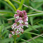 Burnt Orchid