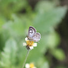 Zebra Blue (Female)