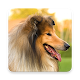 Download Collie Wallpapers For PC Windows and Mac 1.0