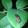 Click Beetle