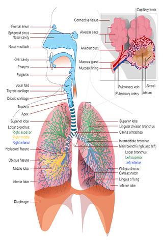 Anatomy Atlas Free