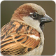 Download Sparrow Bird Call : Sparrow Song and Sparrow Sound For PC Windows and Mac 1.1.0