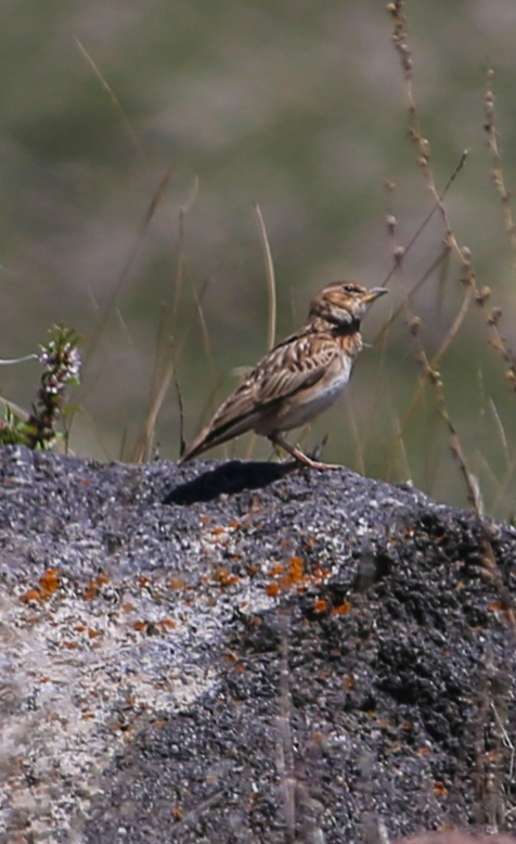 Bimaculated Lark