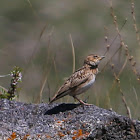 Bimaculated Lark