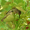 Brown Honeyeater