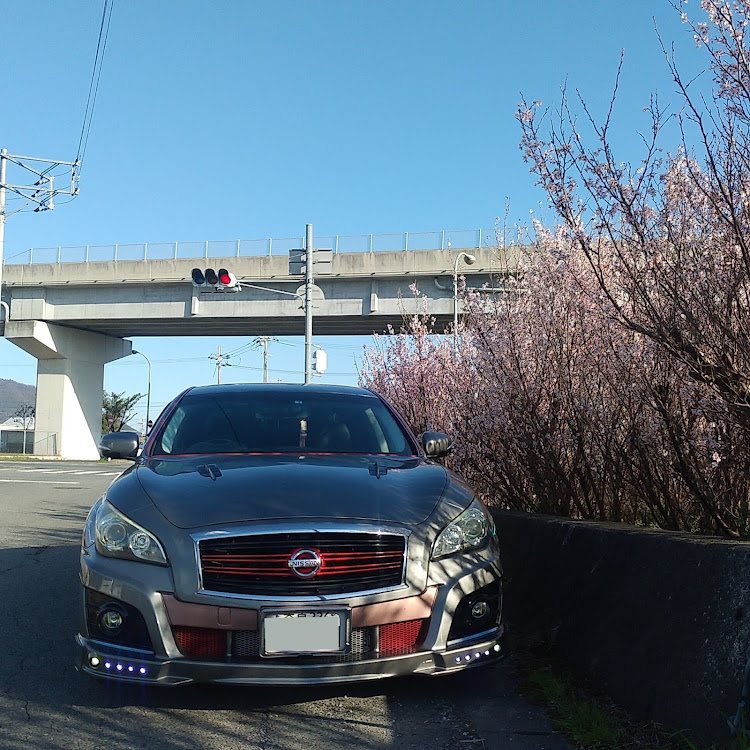 フーガの奈良県葛城市大字太田地区・啓翁桜🌸・陽射しがキツいに関するカスタム事例の投稿画像3枚目