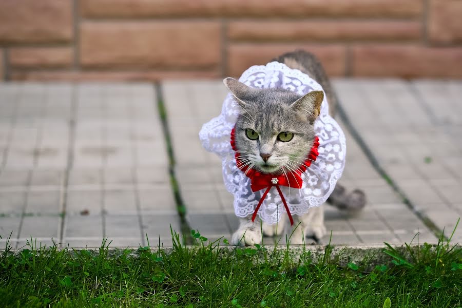 Fotografo di matrimoni Anna Zhukova (annazhukova). Foto del 21 ottobre 2015