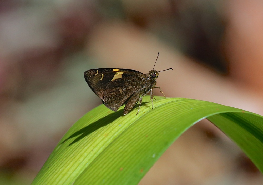 Dark Yellow-banded Flat