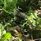 Eastern Garter Snake