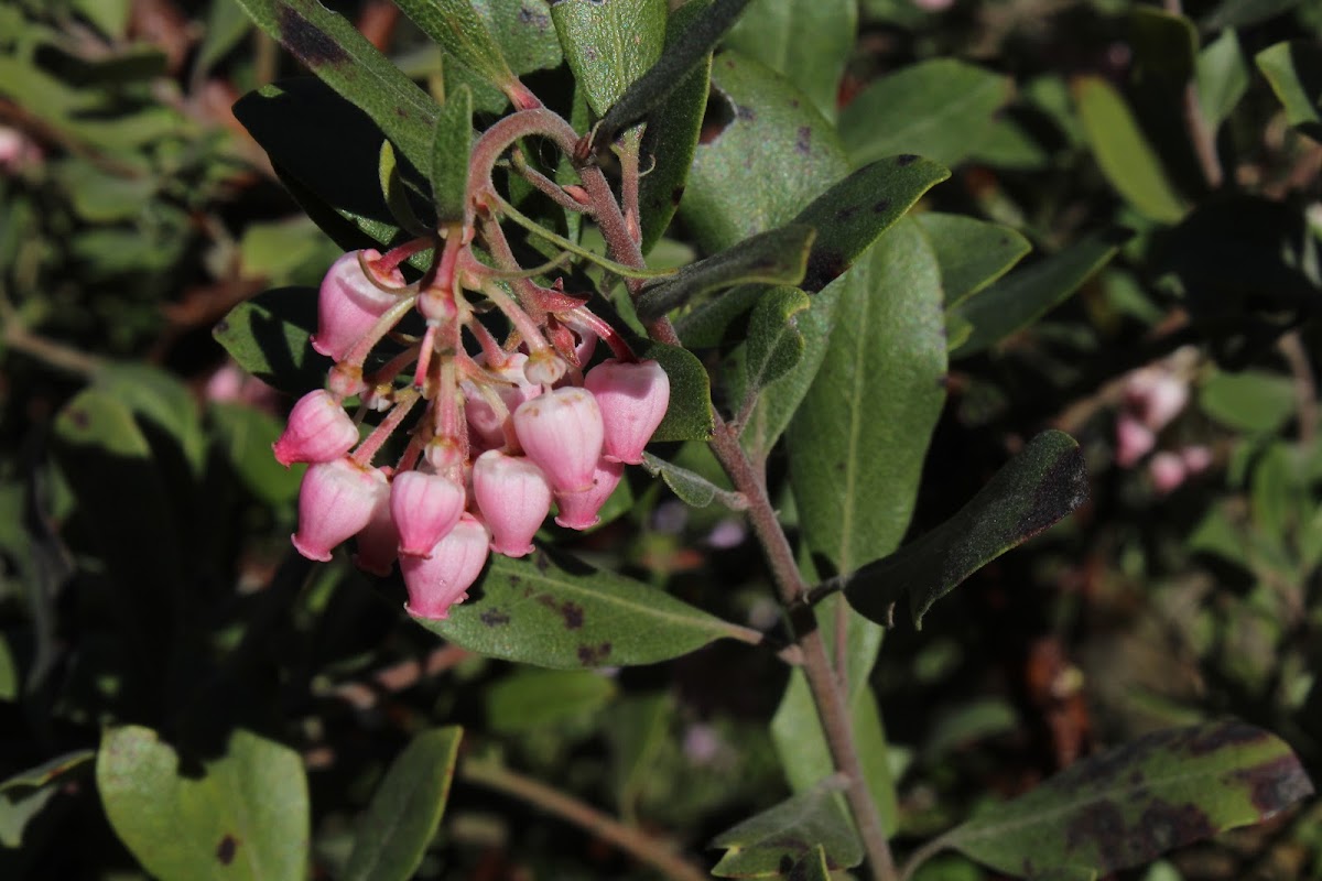 Manzanita natural hybrid