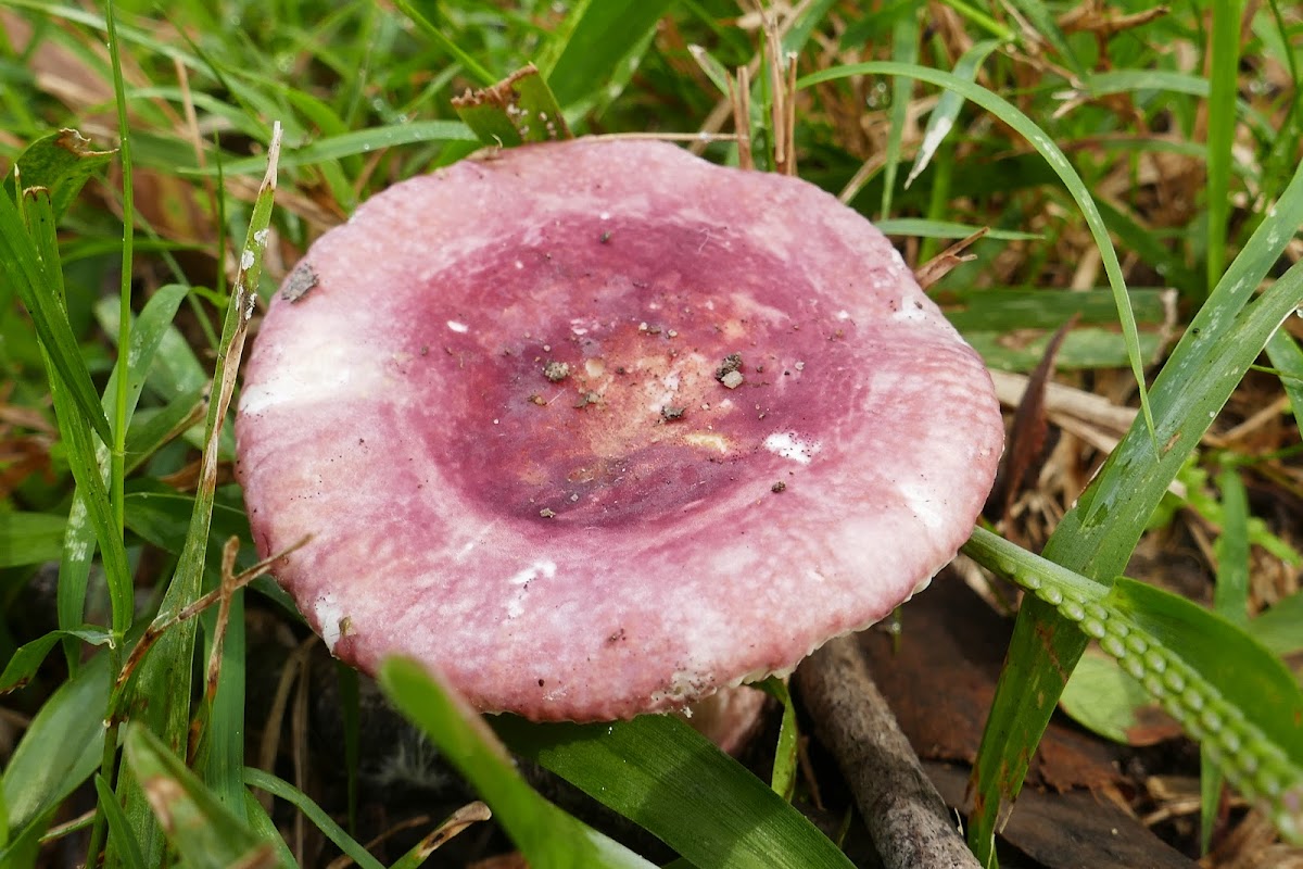 Russula lenkunya