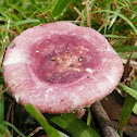 Russula lenkunya