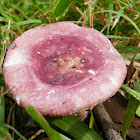 Russula lenkunya