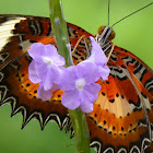 Orange Lacewing