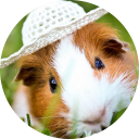 Guinea Pig Wallpaper