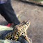 Pickerel Frog