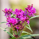 Missouri ironweed