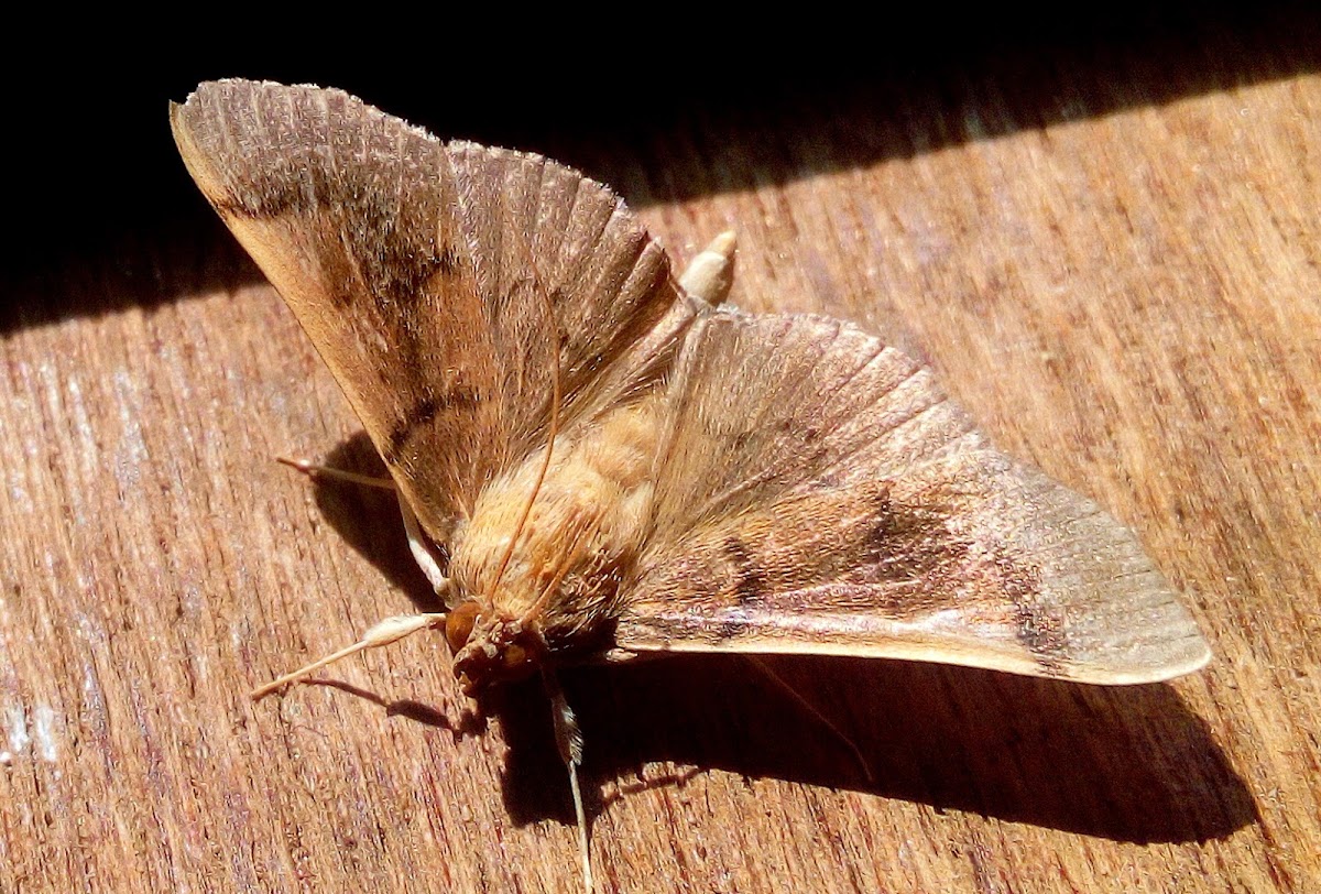 crambid moth