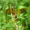 Slough Amberwing