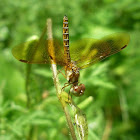 Slough Amberwing