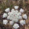 Queen Anne's lace or wild carrot