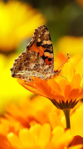 Nature Live Wallpapers  HD 4K