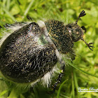 Shining Leaf Chafer