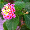 Lantana