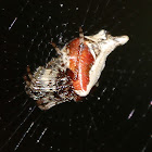 Web Debris Spider