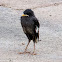 Javan Myna