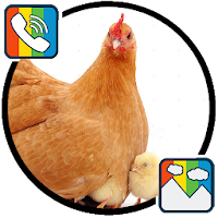 Hen sounds for Ringtones and Wallpapers