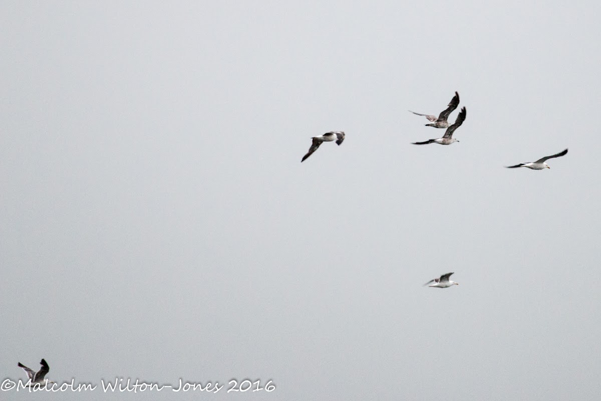 Lesser Black-backed Gull