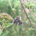 Aubergina vanessoides