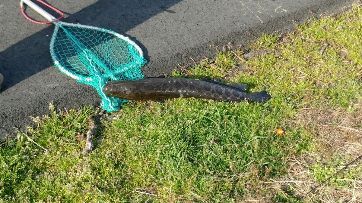 Northern snakehead