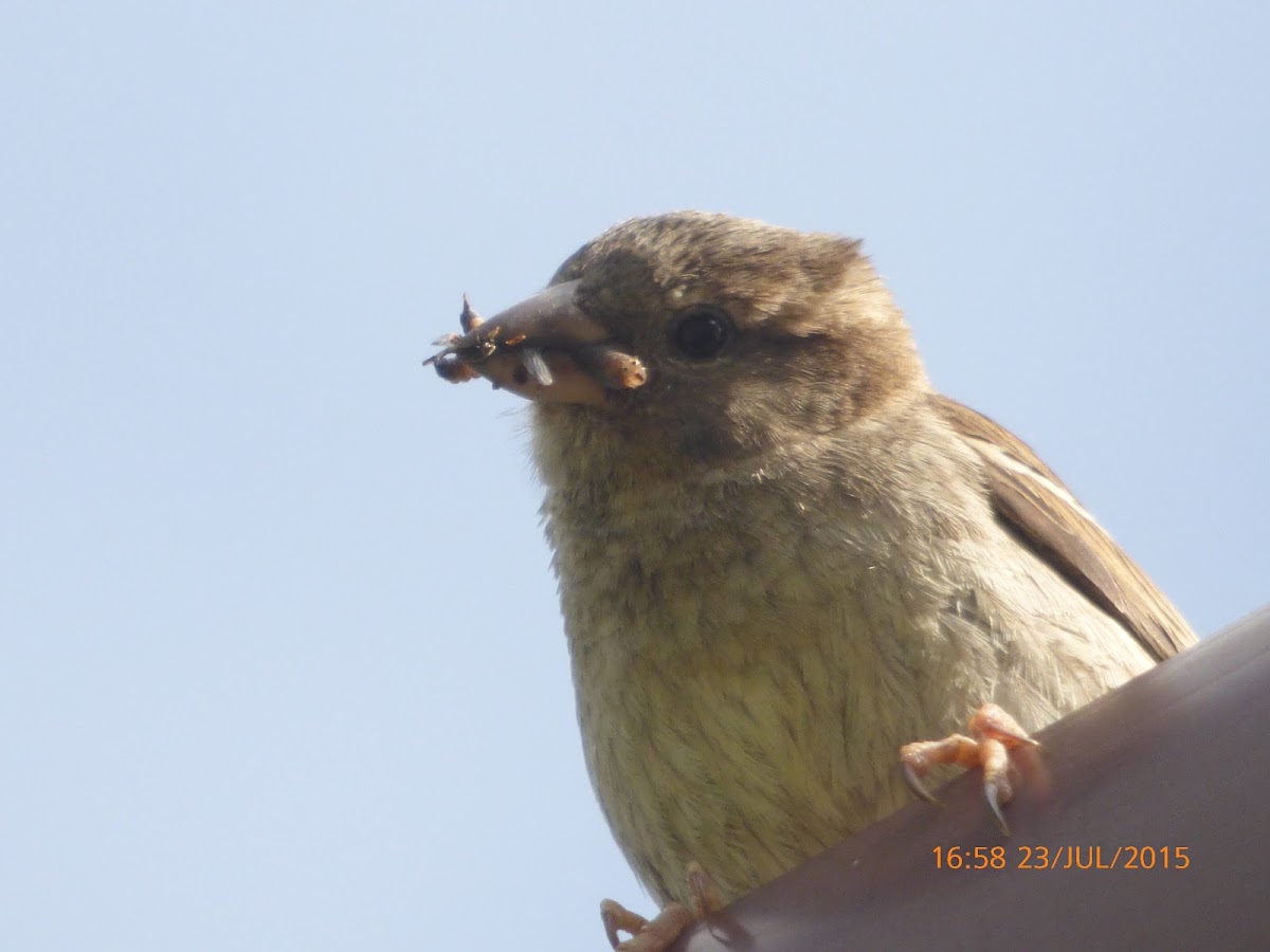 House Sparrow