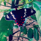 Crimson Rose Butterfly