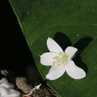 桐花順餐廳