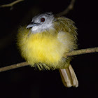 Yellow-bellied Bulbul