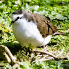 Tambourine Dove