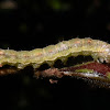 Moth caterpillar