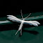 White Plume Moth